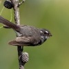 Pavik - Rhipidura albiscapa - Grey Fantail o3607